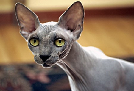 5. Mèo Sphynx. Sphynx là một giống mèo đột biến tự nhiên, không qua cấy ghép. Điều kỳ quái đầu tiên của giống mèo này là không có lông. Chúng ăn đủ mọi thứ trừ thịt của đồng loại và răng của chúng có nét giống chuột. Nguồn: oddies