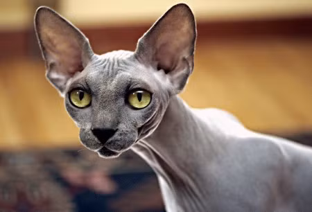 5. Mèo Sphynx. Sphynx là một giống mèo đột biến tự nhiên, không qua cấy ghép. Điều kỳ quái đầu tiên của giống mèo này là không có lông. Chúng ăn đủ mọi thứ trừ thịt của đồng loại và răng của chúng có nét giống chuột. Nguồn: oddies