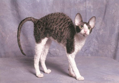 7. Mèo Cornish Rex. Mèo Cornish Rex nhìn khá giống loài mèo Sphynx nhưng chúng có nhiều lông hơn. Đây là giống mèo nguyên quán vùng Cornwall, nước Anh, có bộ lông mềm như nhung, gợn sóng. Trông nó như loài chó gầy, chạy nhanh, chuyên đi săn mồi. Nguồn: oddies