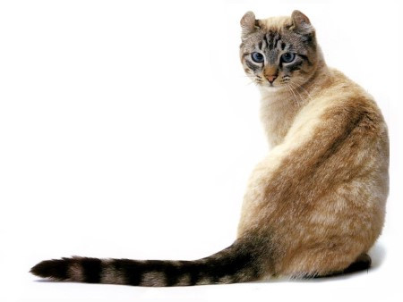 4. Mèo tai cuộn Mỹ. Điều đặc biệt chỉ có ở giống mèo này là tai của nó cuộn tròn ra phía sau nhìn rất ngộ nghĩnh. Nguồn: oddies 