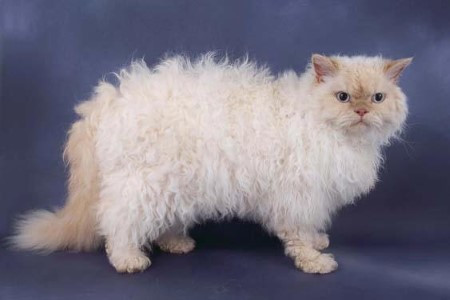 6. Mèo Selkirk Rex. Mèo Selkirk Rex có chiếc đầu tròn, và một bộ lông mềm, xoăn như lông cừu chạy lăn tăn dọc từ cổ xuống lưng. Nguồn: oddies