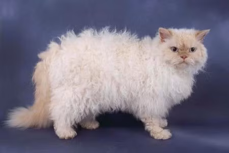 6. Mèo Selkirk Rex. Mèo Selkirk Rex có chiếc đầu tròn, và một bộ lông mềm, xoăn như lông cừu chạy lăn tăn dọc từ cổ xuống lưng. Nguồn: oddies