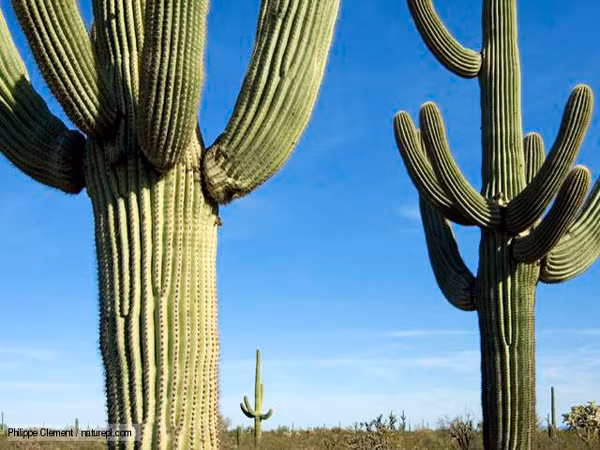  Xương rồng khổng lồ. Xương rồng Saguaro có kích thước đồ sộ, to lớn hơn nhiều so với các loài xương rồng khác nên còn được gọi với tên xương rồng khổng lồ. Đây là loài cây đặc trưng cho vùng sa mạc Mexico. Sau mỗi cơn mưa, xương rồng Saguaro hấp thụ một lượng nước rất lớn, trọng lượng lúc này có thể lên đến 750 - 900kg.