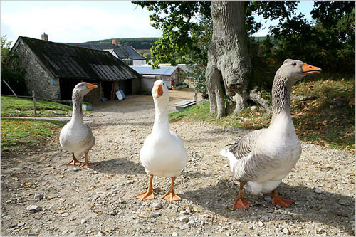  Ngỗng. Bên cạnh chó và lừa thì những chú ngỗng cũng rất “được việc” khi được sử dụng với mục đích trông nom nhà cửa. Cũng giống như loài lừa, loài ngỗng có thính giác rất tốt và chúng sẽ kêu inh ỏi mỗi khi phát hiện kẻ lạ đến gần. 