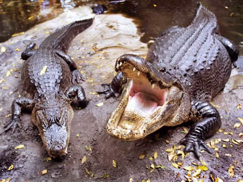  Cá sấu Mỹ. Cá sấu Mỹ có quai hàm cực khỏe và bộ răng sắc nhọn để xé thịt. Đây là loài có cú đớp dữ dội nhất, mạnh hơn cả linh cẩu, sư tử hoặc cá mập. Khi săn mồi, sau khi dùng cú đớp trời giáng của mình, con cá sấu kéo kẻ gặp nạn xuống nước nhấn chìm tới ngạt thở. 