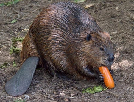 Hải ly đập đuôi xuống nước để cảnh báo nguy cho các con hải ly khác.