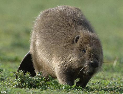 Hải ly có thể bơi với vận tốc 8km/h và nhịn thở dưới nước trong vòng 15 phút.