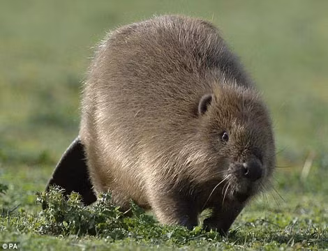 Hải ly có thể bơi với vận tốc 8km/h và nhịn thở dưới nước trong vòng 15 phút.