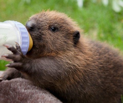  Hải ly có mí mắt trong suốt có chức năng như một chiếc kính bảo hộ giúp hải ly có thể nhìn được dưới nước. Thị lực của nó kém nhưng bù lại, khứu giác và thính giác lại rất nhạy bén.