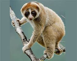 Toàn thân chúng có lông bao phủ, màu lông của chúng có thể là màu xám, màu nâu, màu vàng chanh, màu đỏ và màu bạc hoặc màu vàng.