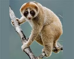 Toàn thân chúng có lông bao phủ, màu lông của chúng có thể là màu xám, màu nâu, màu vàng chanh, màu đỏ và màu bạc hoặc màu vàng.