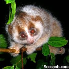 Kích cỡ của loài Cu li phụ thuộc vào từng giống loài, cân nặng trung bình từ 1kg – 2.08kg, có chiều dài từ 25.4cm-38.1cm