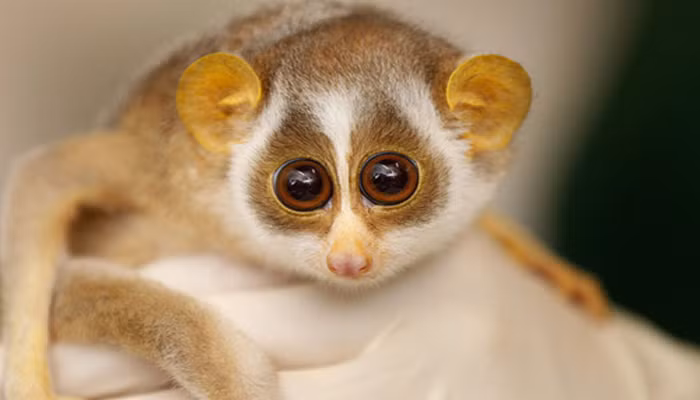 Cu li cũng được biết đến là loài động vật rất “độc” và nọc độc của chúng ở dưới khuỷu tay được sử dụng để chống lại kẻ thù, khi gặp nguy hiểm, chúng liếm khuỷu tay và răng sẽ tiết nọc độc, khi cắn con mồi nọc độc sẽ phát huy tác dụng.