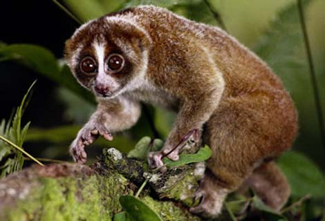 Loài Cu li ngủ suốt ngày với một tư thế rất đặc biệt, chúng cuộn tròn mình như quả bóng, đầu để giữa hai chân, mặc dù đây là động vật sống độc thân nhưng chúng ta thường bắt gặp chúng ngủ theo một nhóm.