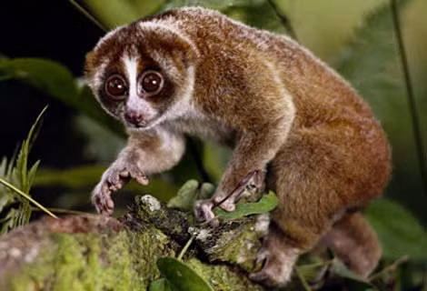 Loài Cu li ngủ suốt ngày với một tư thế rất đặc biệt, chúng cuộn tròn mình như quả bóng, đầu để giữa hai chân, mặc dù đây là động vật sống độc thân nhưng chúng ta thường bắt gặp chúng ngủ theo một nhóm.