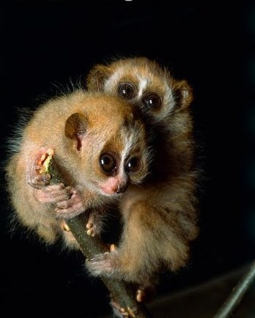 Loài Cu li là động vật hoạt động vào ban đêm, chúng dành phần lớn thời gian ở trên cây, đi rất chậm và yên lặng hoặc ngồi im trong lúc chờ con mồi xuất hiện.