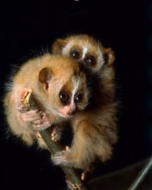 Loài Cu li là động vật hoạt động vào ban đêm, chúng dành phần lớn thời gian ở trên cây, đi rất chậm và yên lặng hoặc ngồi im trong lúc chờ con mồi xuất hiện.