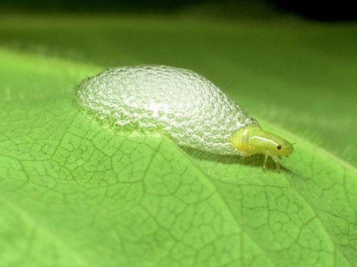  Ve sầu Froghopper. Ve sầu Froghopper chỉ dài 6mm, nhưng có thể phóng mình xa tới 70cm vào không trung. Loài này cũng vinh dự được xuất hiện trong cuốn sách ghi nhận các kỉ lục của động vật với khả năng nhảy xuất chúng trong giới côn trùng.