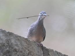 Chim cu gáy đực và chim cái được phân biệt thông qua màu sắc của bộ lông. Nguồn: Soft Schools