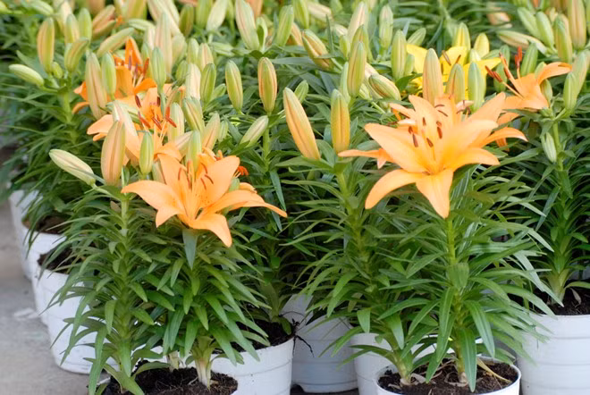 Cây hoa ly. Ly là một loài hoa không chỉ đẹp mà còn tỏa hương thơm ngát. Nó biểu tượng cho sự cao sang, thường được dùng trong các đám cưới ở Trung Quốc thay cho lời cầu chúc hôn nhân đến bách niên giao lão. Gia đình có thể bày hoa ly trong phòng khách để vợ chồng hòa hợp, hạnh phúc.