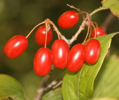  Cây thù du. Cây thù du có mùi vị rất đậm, có công dụng phòng trừ sâu mọt. Loài cây này còn được chế thành loại vật đeo để xua đuổi tà khí, do đó mà cây thù du còn có tác dụng xua tà hiệu quả. 