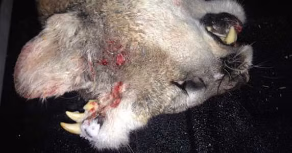 Sư tử núi mọc răng trên đầu gây sốc - Hình 2 Su tu nui moc rang tren dau gay soc-Hinh-2