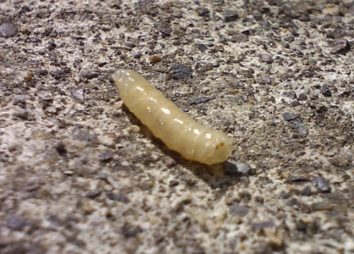 Trong chăn nuôi, con dòi được nuôi với quy mô công nghiệp để làm nguồn thức ăn rẻ tiền nhưng đầy bổ dưỡng cho gia cầm. Không những vậy, dòi được nuôi theo chuẩn vệ sinh tốt, được sấy khô để làm nguồn cung cấp protein cho công nghiệp thực phẩm.