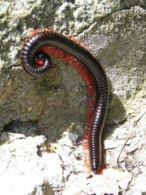 Nhiều loài cuốn chiếu sở hữu một biện pháp phòng vệ thứ cấp là tiết ra một số chất độc hay khí hidro xyanua thông qua các lỗ siêu nhỏ tại các tuyến tiết mùi thơm dọc theo hai bên cơ thể.