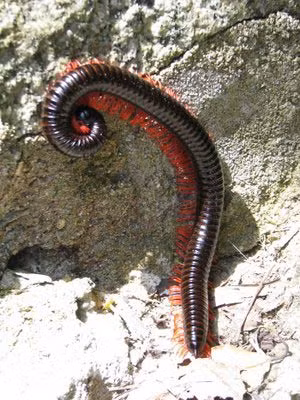 Nhiều loài cuốn chiếu sở hữu một biện pháp phòng vệ thứ cấp là tiết ra một số chất độc hay khí hidro xyanua thông qua các lỗ siêu nhỏ tại các tuyến tiết mùi thơm dọc theo hai bên cơ thể.