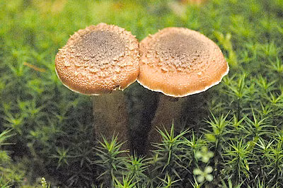 Nấm Armillaria sinh sôi nảy nở rất đơn giản. Chúng có thể phát triển ngay sau khi trời mưa hoặc khi gặp thời tiết ẩm.