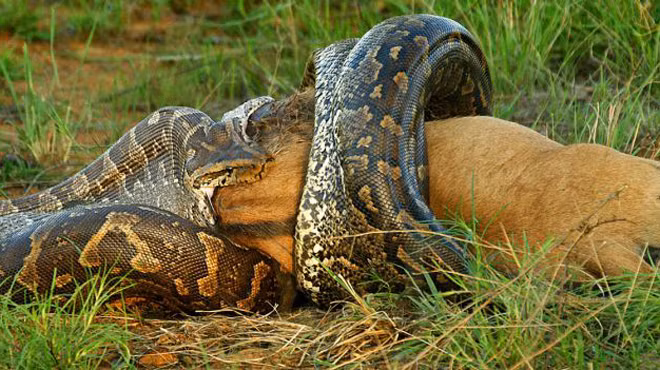  Trăn Anaconda xanh. Trăn Anaconda xanh có kích thước to lớn. Con cái có thể lớn hơn con đực với chiều dài 9m, nặng 250kg và đường kính cơ thể đạt 30cm. Loài bò sát này không có độc, nhưng thay vào đó chúng dùng sức mạnh cơ bắp to lớn để bóp nghẹt con mồi như hươu, nai, cá sấu caiman và thậm chí cả báo đốm châu Mỹ.