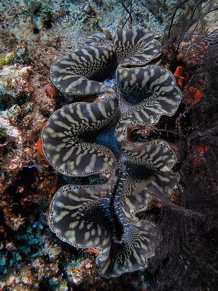 Việc thu hoạch quá mức khiến cho loài động vật này bị suy giảm nghiêm trọng về số lượng.