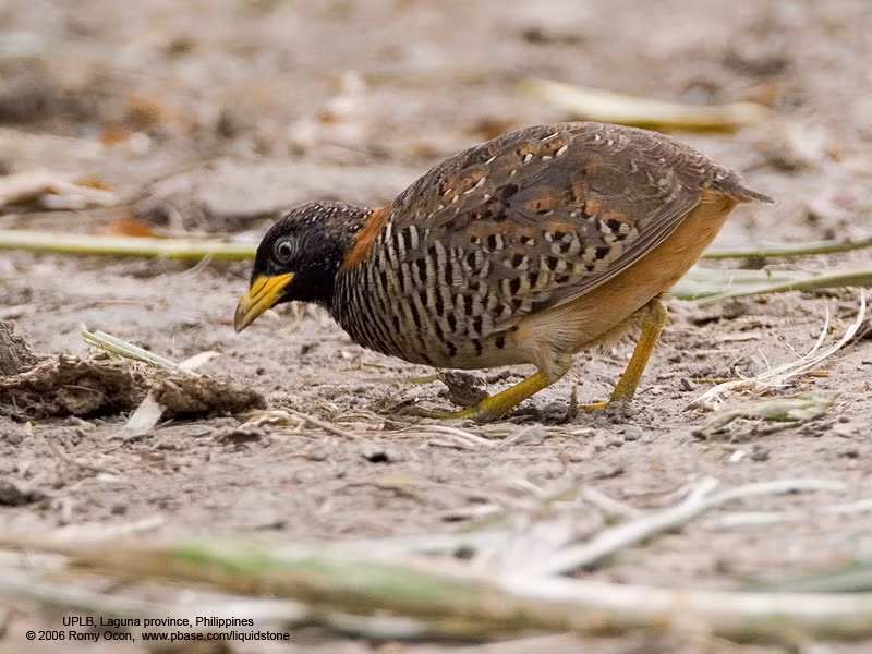 Chim cút giao tiếp với nhau bằng cách phát ra những âm thanh có âm độ cao và những tiếng cục tác. Loài động vật này thường tắm trong bụi bẩn để loại bỏ rận ra khỏi lông và giữ bộ lông của nó được sạch sẽ.