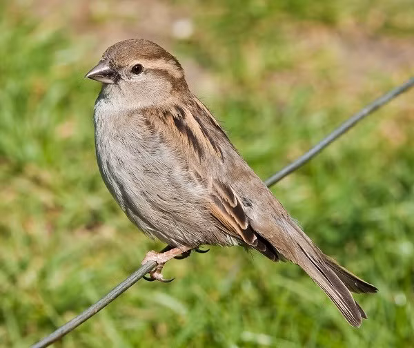 Chim sẻ được cho là loài chim không chung thủy. Một phân tích về gen gần đây chỉ ra rằng chỉ một số ít trứng chứa DNA của cả chim bố và chim mẹ.