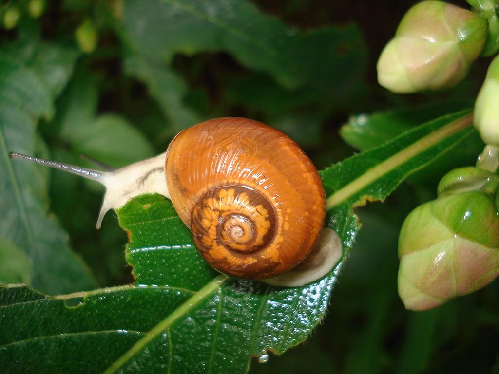  Ốc sên đất: Trái với ốc sên sống ở nước ngọt hay nước mặn, ốc sên đất là những nhà leo trèo xuất sắc. Chúng có cơ chân chắc khỏe và bài tiết ra một loại chất nhầy giúp di chuyển qua các bề mặt thô ráp một cách dễ dàng, uyển chuyển. Ốc sên đất có khả năng di chuyển trên gần như tất cả bề mặt, thậm chí nó có thể treo ngược mình trên một cành cây hay một hòn đá.