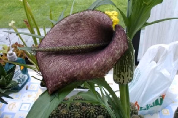 Hoa ngựa thối. Hoa ngựa thối có nguồn gốc từ phía tây bắc khu vực Địa Trung Hải. Cũng giống như hoa Titan Arum và Dracunculus vulgaris, hoa ngựa thối cũng có mùi hương rất đặc trưng và khó ngửi: mùi thối rữa. Bên cạnh đó, loài hoa này có vỏ vằn giống con ngựa và khả năng sinh nhiệt.