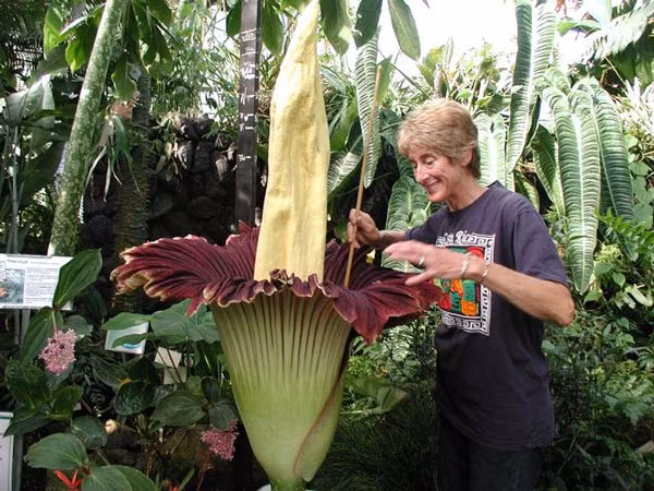 Hoa Titan Arum. Hoa Titan Arum còn được gọi là “hoa xác thối khổng lồ” bởi loài hoa này tạo ra hóa chất có mùi xác chết thối rữa rất khó ngửi. Đây cũng là một trong những loài hoa có kích thước lớn nhất thế giới. Năm 1973, bông hoa Titan Arum được nuôi trồng đã nở trong vườn Bách thảo New York, Mỹ. 