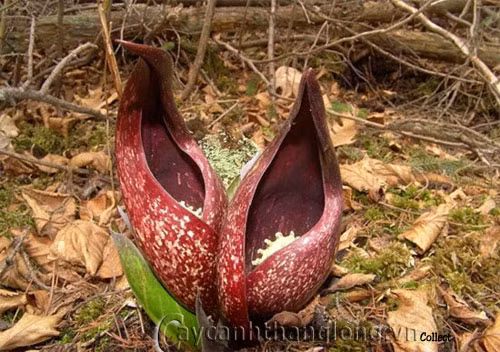  Hoa bắp cải hôi phương Đông. Hoa bắp cải hôi phương Đông thường nở hoa vào mùa xuân và có màu vàng tươi. Loài cây này lớn chậm, có mùi và ưa thích vùng đất ngập nước. Mặc dù có mùi hương vô cùng khó ngửi nhưng không thể phủ nhận vẻ đẹp quyến rũ và độc đáo của hoa bắp cái hôi phương Đông cũng như những loài hoa kể trên.