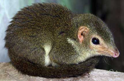 Chuột chù chủ yếu ăn côn trùng nhưng chúng cũng ăn cả sâu bọ, cá, ếch và các loại hạt. Chúng cũng có thể giết những động vật có kích thước lớn hơn, ví dụ như một số loài thuộc bộ gặm nhấm khác.