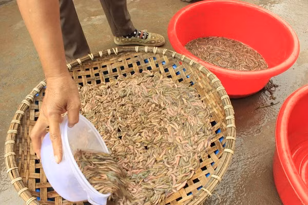 Dù là món ăn giàu giá trị dinh dưỡng nhưng thành phần đạm trong rươi lại rất dễ gây dị ứng. Vì vậy mà người có cơ địa dị ứng hoặc đã từng dị ứng khi ăn hải sản không nên ăn rươi. Phụ nữ mang thai cũng không nên ăn món này.