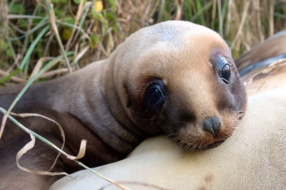 Ngoài chim cánh cụt Snares, dế weta và chim rẻ quạt, sư tử biển New Zealand cũng là loài vật quý và hiếm của New Zealand. Đây là một trong những loài sư tử biển hiếm nhất và bị đe dọa nhiều nhất trên thế giới.