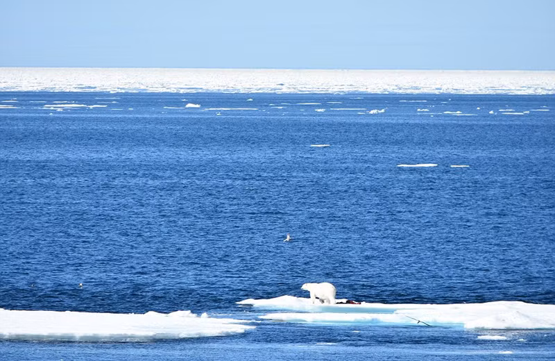 Chúng ta luôn nghĩ rằng gấu Bắc cực gắn liền với các khu vực đầy tuyết và băng.