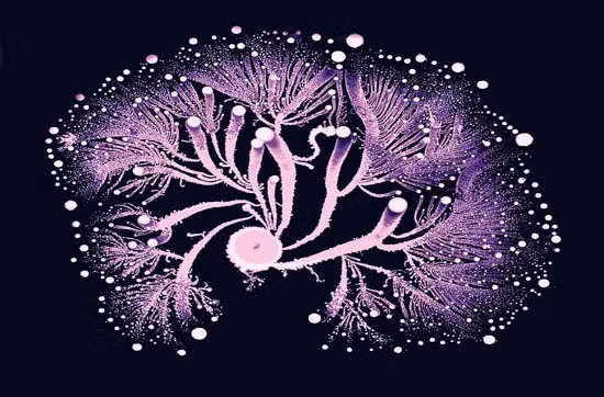  Vi khuẩn que Paeni bacillus. Vi khuẩn que Paeni bacillus có thể chuyển đổi nitơ trong không khí thành một dạng chất bổ dưỡng mà cây cối hấp thu được.