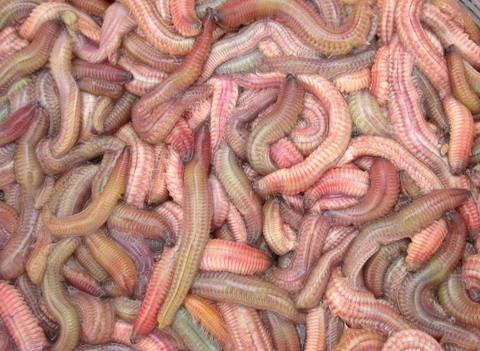 Người ta có thể tìm thấy rươi ở nhiều tầng nước. Chúng tìm kiếm thức ăn trong các đám rong, cỏ biển, ẩn núp dưới đá hay giấu mình trong cát hay bùn. Rươi có thể sống 3-4 ngày trong môi trường thiếu nước.