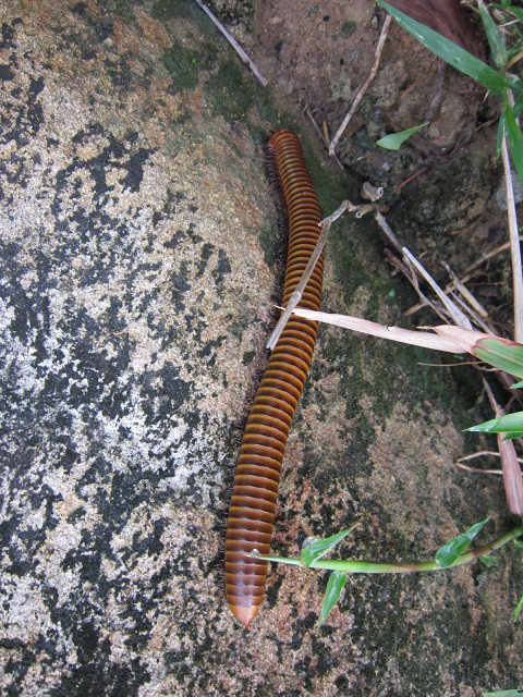 Một số chất độc này là các chất ăn da và có thể ăn mòn lớp vỏ của kiến cũng như của nhiều loài côn trùng săn mồi khác, cũng như làm bỏng da và mắt của các loài săn mồi to lớn hơn.