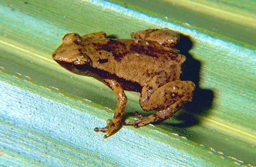 Ếch Gardiner là một trong những loài động vật có xương sống nhỏ nhất, với chiểu dài chỉ 11mm và trên đầu quá nhỏ bé của chúng không có tai.