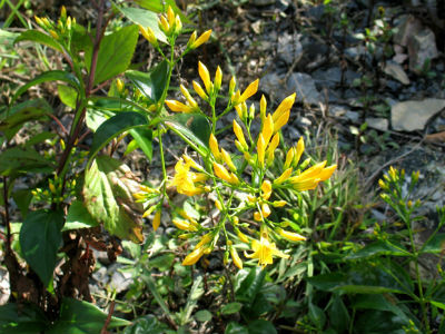 Thành phần độc tố trong lá ngón là các alkaloid có trong toàn bộ cây và độc tính giảm dần theo thứ tự rễ, lá, hoa, quả và thân cây. Alkaloid có hoạt tính sinh lý rất cao đối với cơ thể con người và động vật, nhất là đối với hệ thần kinh.