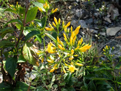 Thành phần độc tố trong lá ngón là các alkaloid có trong toàn bộ cây và độc tính giảm dần theo thứ tự rễ, lá, hoa, quả và thân cây. Alkaloid có hoạt tính sinh lý rất cao đối với cơ thể con người và động vật, nhất là đối với hệ thần kinh.