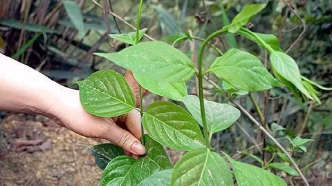  Lá ngón thuộc loại dây leo, ưa mát nên thường mọc dưới các tán cây. Thân và cành không có lông, lá mọc đối xứng, hình trứng thuôn dài. Cánh hoa màu vàng, khá giống hoa thiên lý trong khi quả màu nâu. Loài cây này phân bố khá phổ biến ở miền rừng núi nước ta như Hòa Bình, Lào Cai, Lạng Sơn, Tuyên Quang.