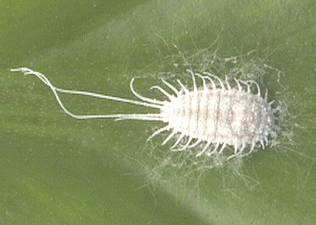 Sâu ăn bột làm giảm hàm lượng dinh dưỡng của cây. Chúng tiêm nước bọt có chất độc của mình vào cây, ngăn cản quá trình sinh trưởng và phát triển bình thường của cây.